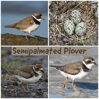 Semipalmated Plover